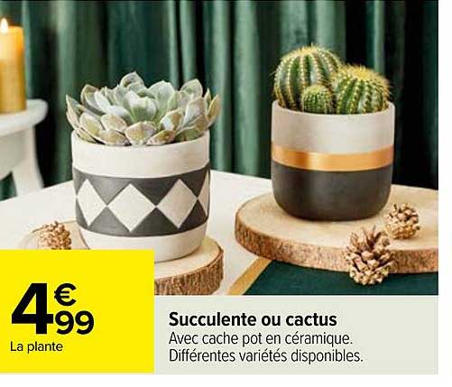 Succulente Ou Cactus