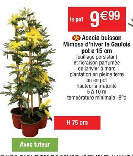 acacia buisson mimosa d'hiver le gaulois