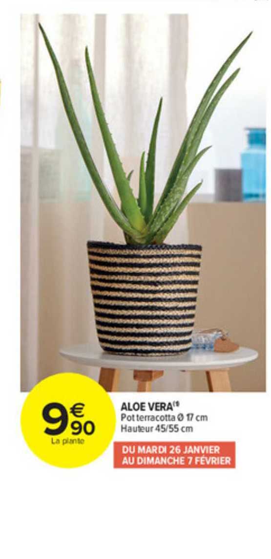 Aloe Vera