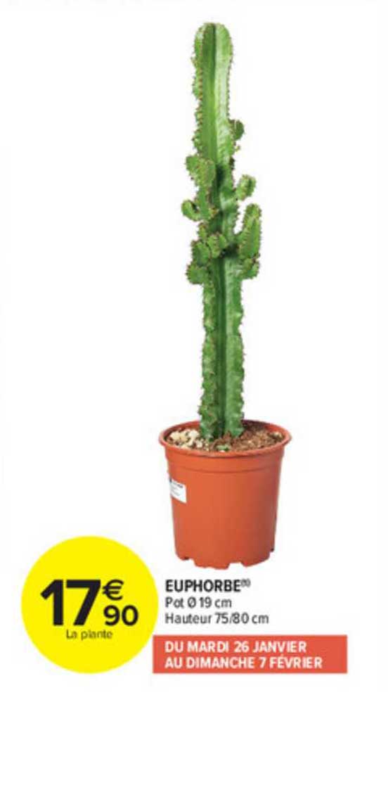 euphorbe