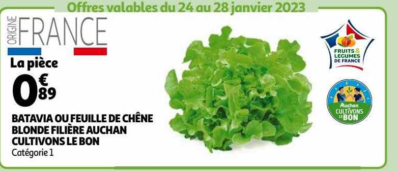 batavia ou feuille de chêne blonde filière auchan cultivons le bon
