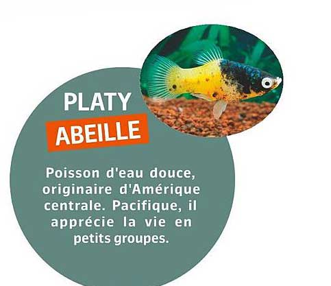 platy abeille