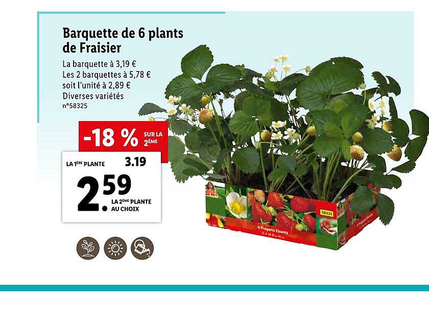 Barquette De 6 Plants De Fraisier