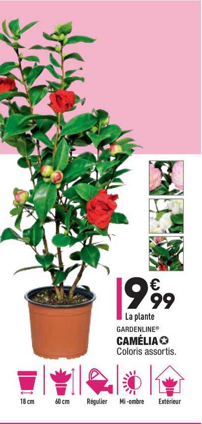 Camélia Gardenline