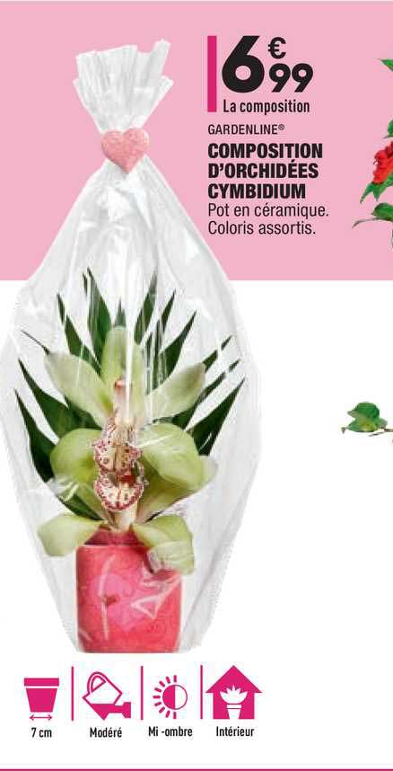 composition d'orchidées cymbidium gardenline
