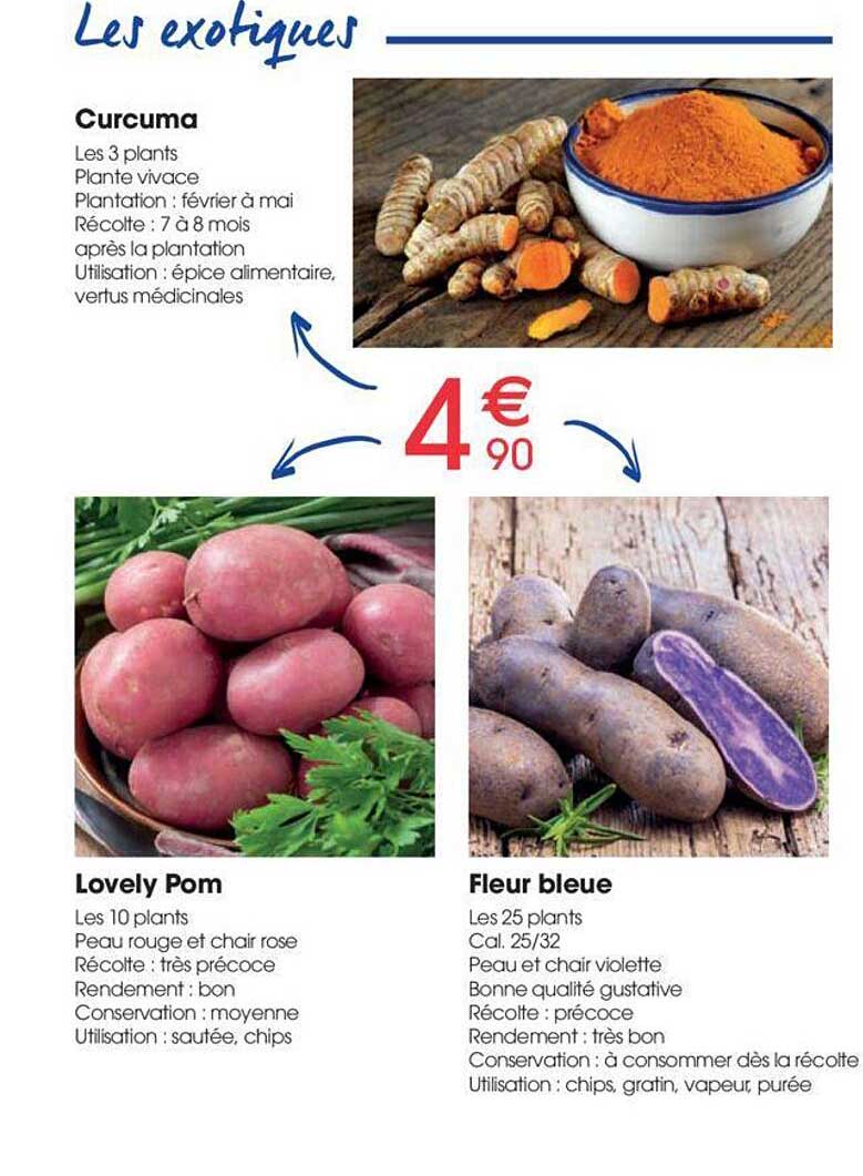 curcuma, lovely pom, fleur bleue