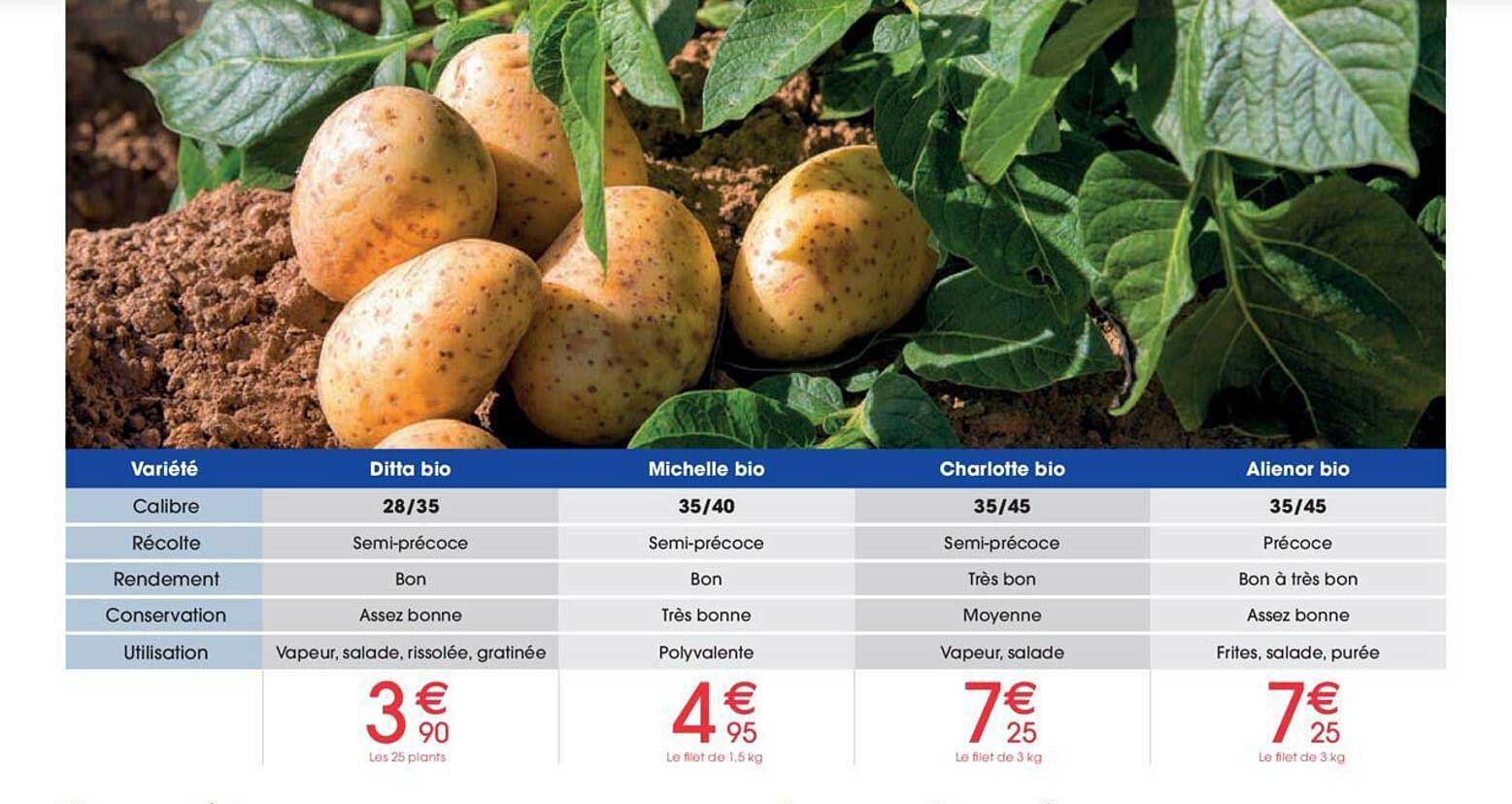 ditta bio, michelle bio, charlotte bio, alienor bio