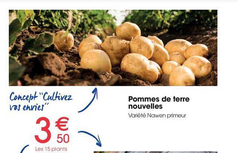 pommes de terre nouvelles