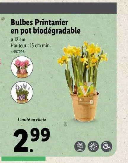 bulbes printanier en pot biodégradable