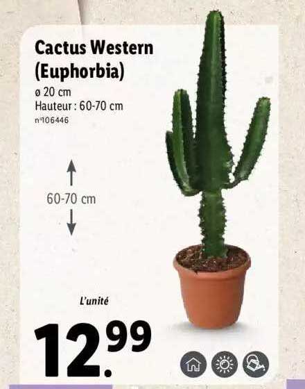 Promo Cactus Western (euphorbia) chez Lidl - iCatalogue.fr