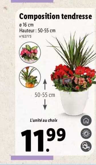 Composition Tendresse