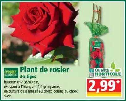plant de rosier 3-5 tiges finest garden