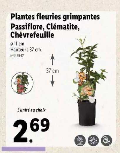 plantes fleuries grimpantes passiflore, clématite, chèvrefeuille