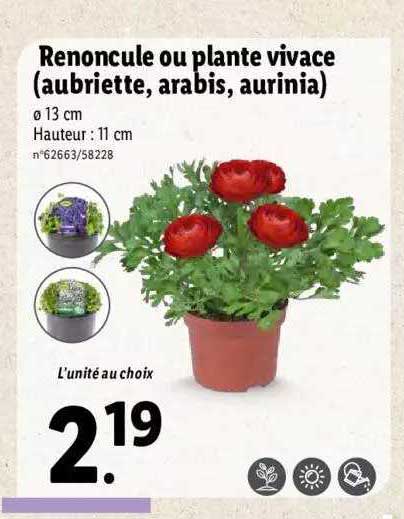 renoncule ou plante vivace (aubriette, arabis, aurinia)