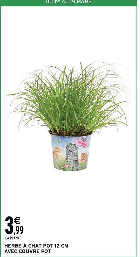 herbe à chat pot 12 cm avec couvre pot