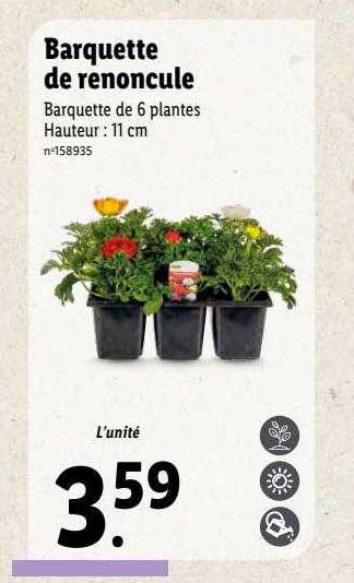 barquette de renoncule