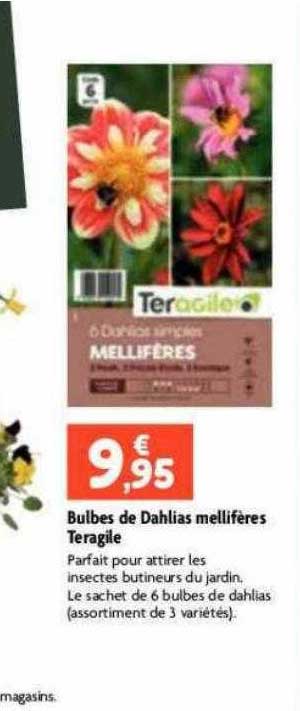bulbes de dahlias mellifères teragile