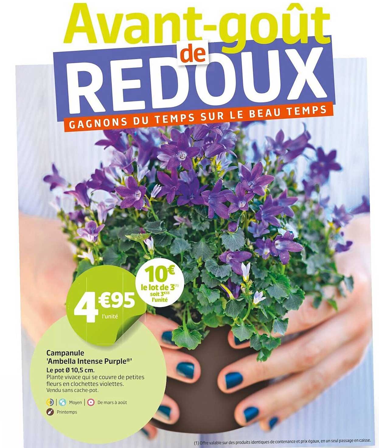 campanule 'ambella intense purple'