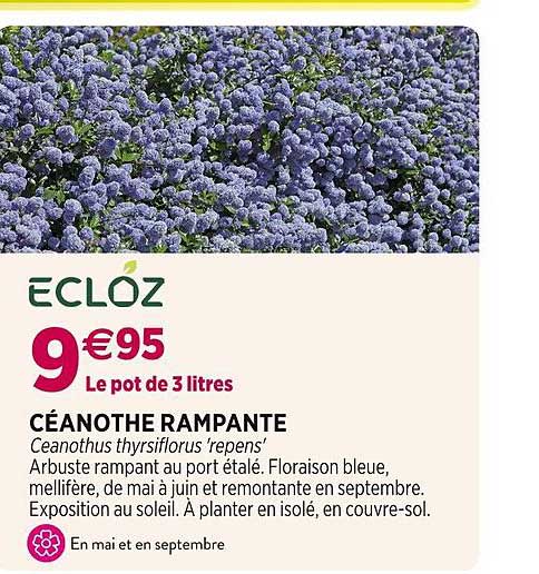 Céanothe Rampante Ecloz