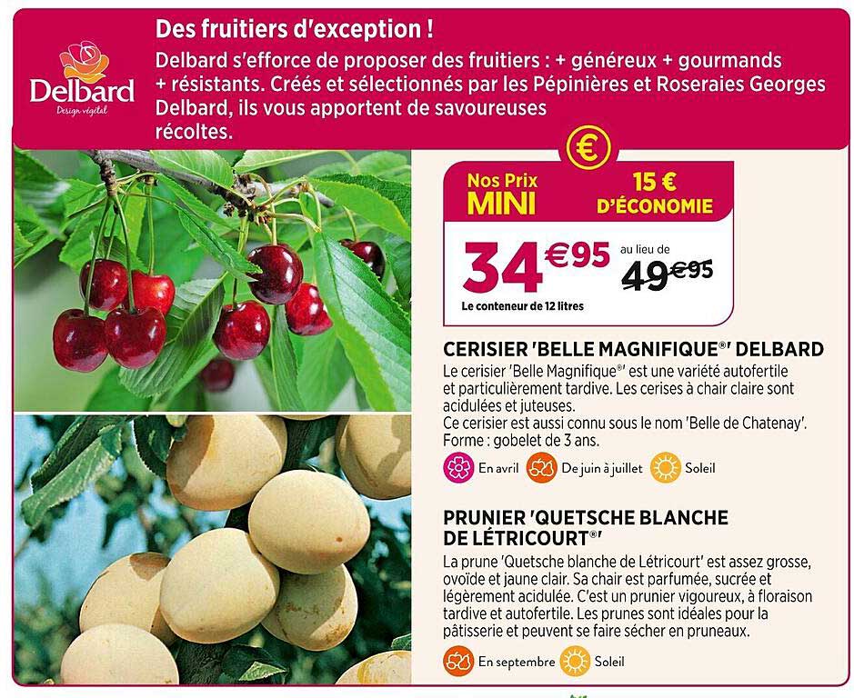 cerisier 'belle magnifique' delbard prunier 'quetsche blanche de létricourt'