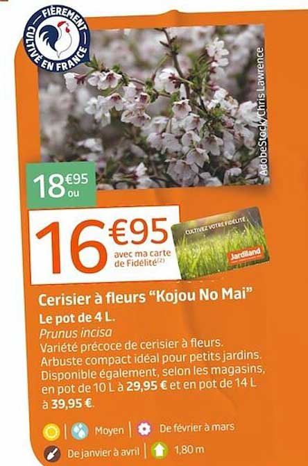 cerisier à fleurs "kojou no mai"