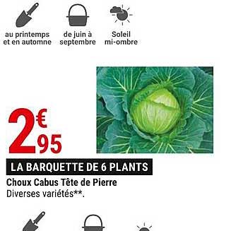 choux cabus tête de pierre