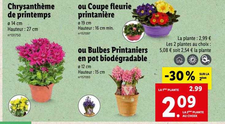 chrysanthème de printemps ou coupe fleurie printanière ou bulbes printaniers en pot biodégradable