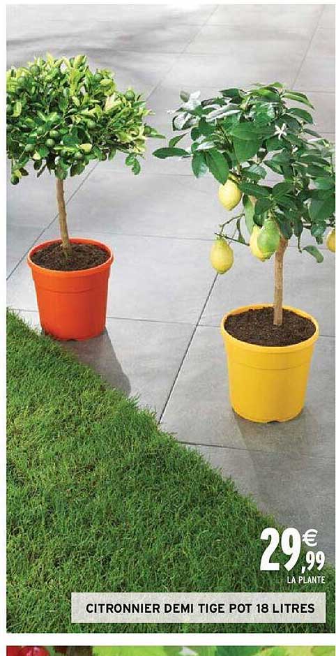 citronnier demi tige pot 18 litres
