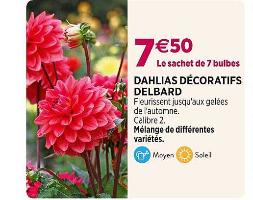 dahlias décoratifs delbard