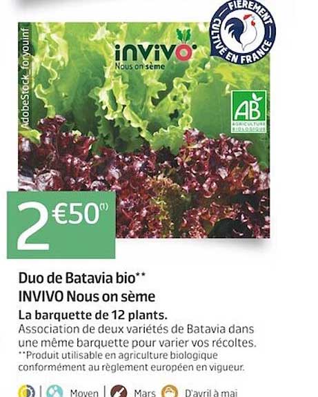 duo de batavia bio invivo nous on sème