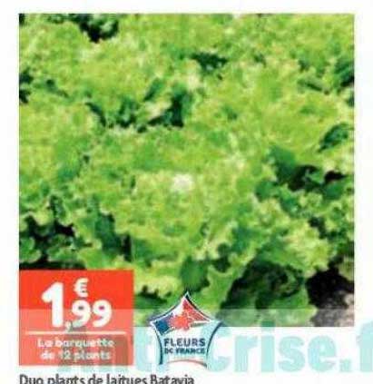 duo plants de laitues batavia