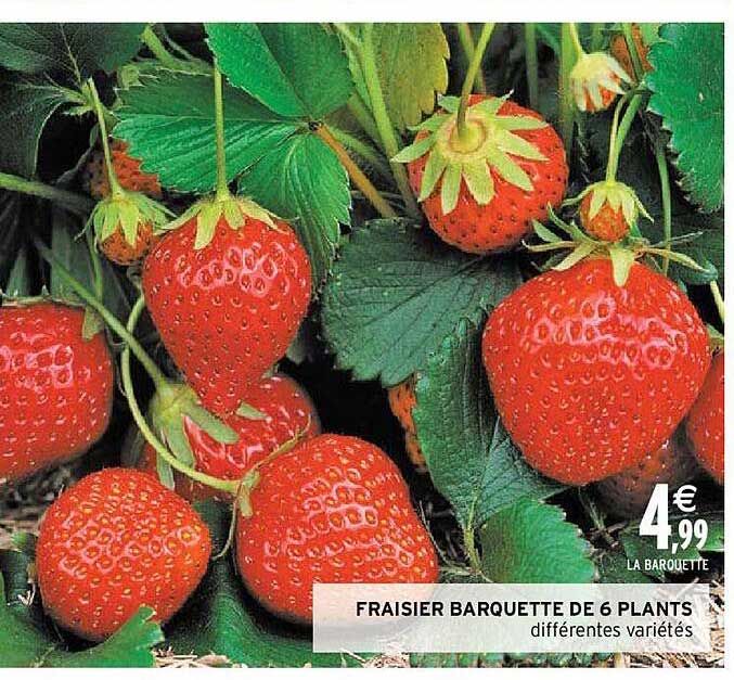 fraisier barquette de 6 plants