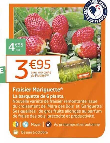 fraisier mariguette