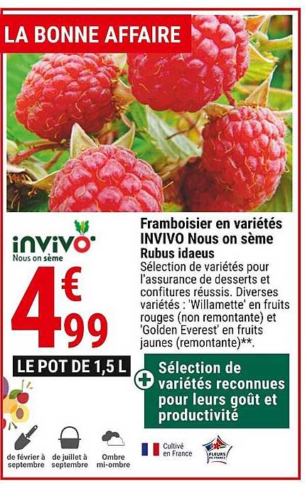 framboisier en variétés invivo nous on sème rubus idaeus