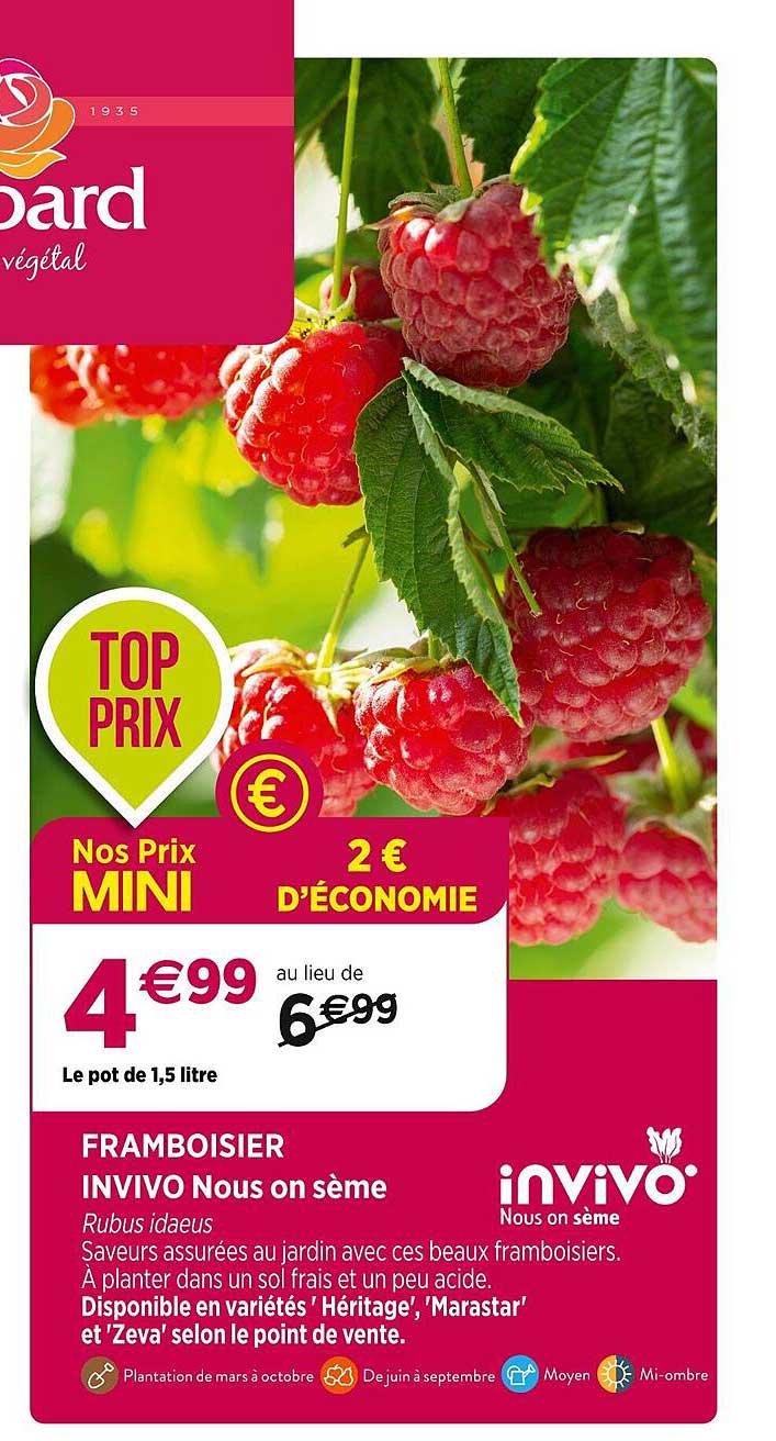 framboisier invivo nous on sème