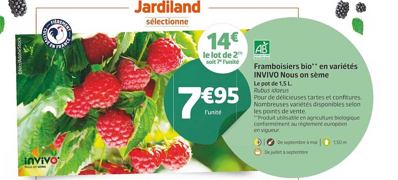 framboisiers bio en variétés invivo nous on sème