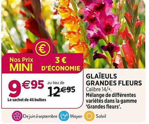 glaïeuls grandes fleurs