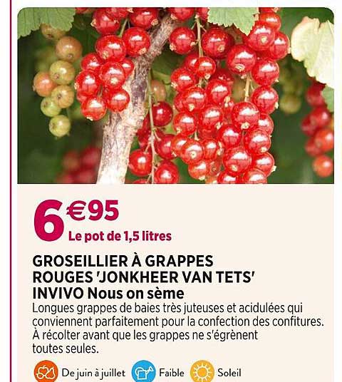 grosseillier à grappes rouges 'jonkheer van tets' invivo nous on sème