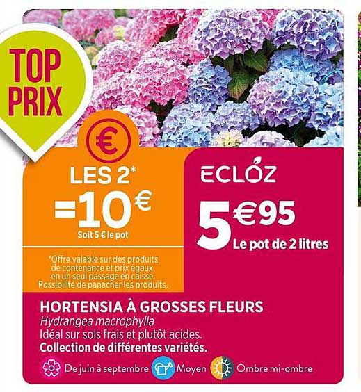 hortensia à grosses fleurs