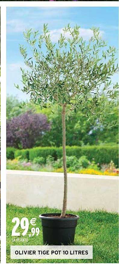 olivier tige pot 10 litres