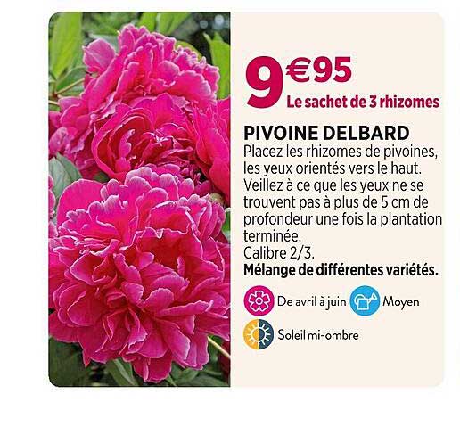 pivoine delbard