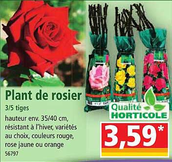 plant de rosier