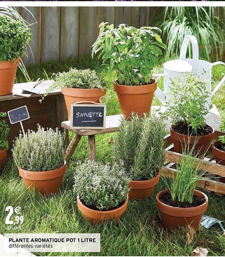 plante aromatique pot 1 litre