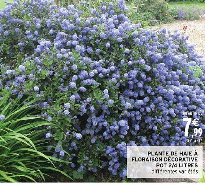 plante de haie à floraison décorative pot 2-4 litres