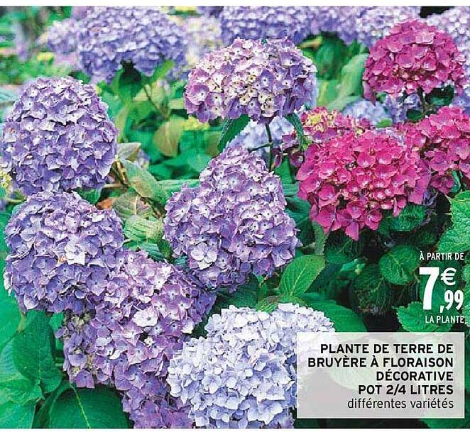 plante de terre de bruyère à floraison décorative pot 2-4 litres