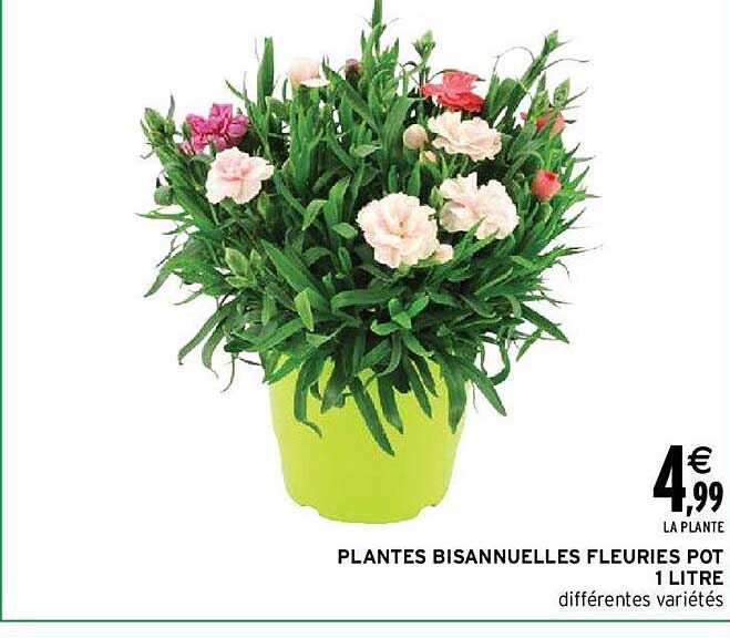 plantes bisannuelles fleuries pot 1 litre
