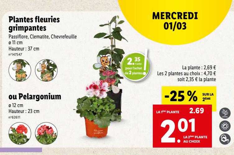 plantes fleuries grimpantes ou pelargonium