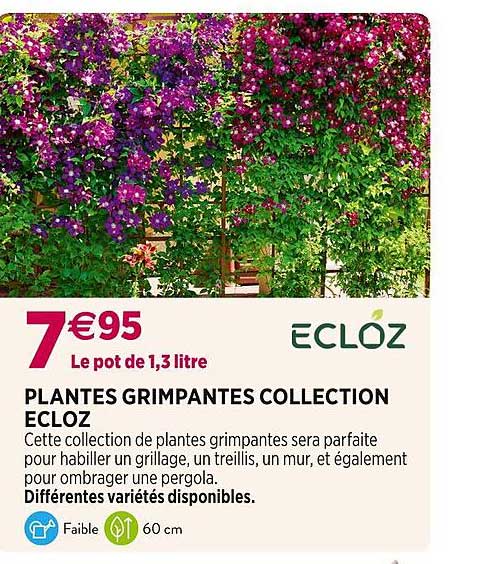 plantes grimpantes collection ecloz