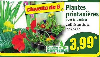Plantes Printanières