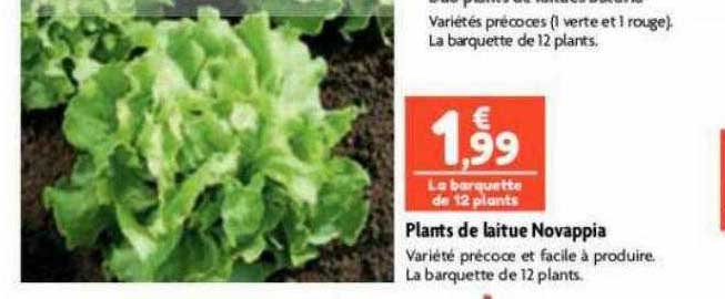 plants de laitue novappia